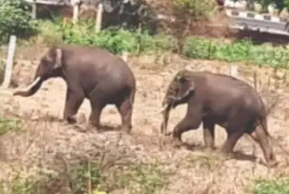 기념사진 찍으려다… 5톤 야생 코끼리에 짓밟힌 남성